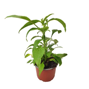 Echinacea purpurea 'Prairie Splendor Compact Rose' / Rózsaszín virágú kasvirág