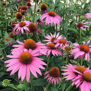 Echinacea purpurea 'Prairie Splendor Compact Deep Rose' / Rózsaszín virágú kasvirág