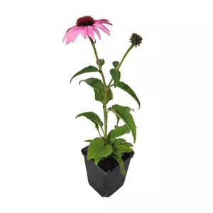 Echinacea purpurea 'Prairie Splendor Rose Compact' / Rózsaszín virágú kasvirág