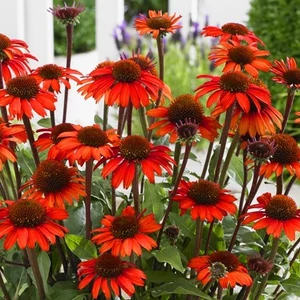 Echinacea 'Red Pearl' / Bíbor kasvirág