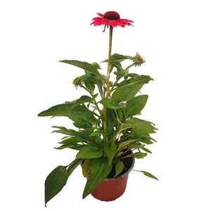 Echinacea 'Red Pearl' / Bíbor kasvirág