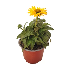 Echinacea 'Sunseekers Golden Sun' / Kasvirág