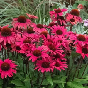 Echinacea 'Sunseekers Pomegranate' / Bíbor kasvirág