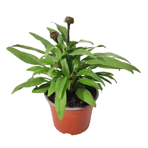Echinacea 'Sunseekers Pomegranate' / Bíbor kasvirág