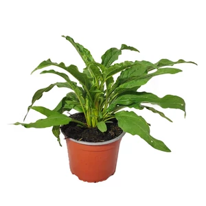 Echinacea 'Sunseekers Pumpkin Pie' / Kasvirág