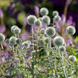Echinops bannaticus 'Albus' / Fehér szamárkenyér