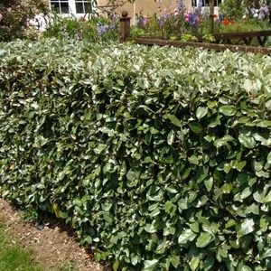 Elaeagnus x ebbingei / Széleslevelű ezüstfa