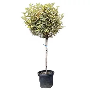 Elaeagnus ebbingei 'Eleador' - 'Limelight' (1/2 törzses) / Sárga - tarka levelű ezüstfa