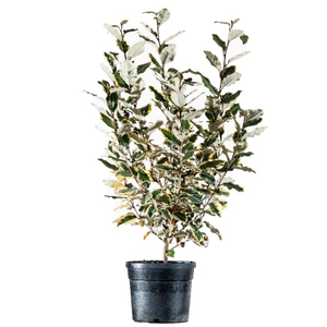 Elaeagnus ebbingei 'Eleador' - 'Limelight' / Sárga - tarka levelű ezüstfa