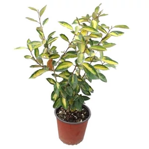 Elaeagnus ebbingei 'Eleador' - 'Limelight' / Sárga-tarka levelű ezüstfa