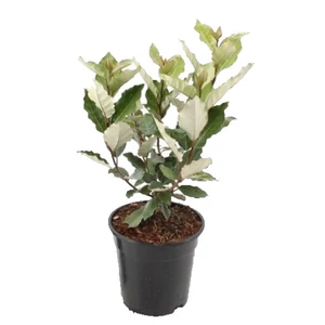Elaeagnus ebbingei 'Compacta' / Széles levelű ezüstfa