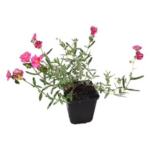 Helianthemum hybridum 'Ben Hope'  / Rózsaszín virágú napvirág