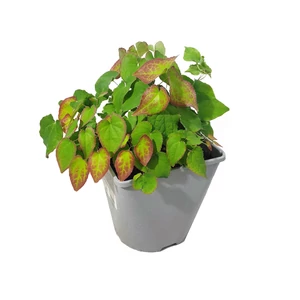 Epimedium x rubrum / Vörös tündérvirág