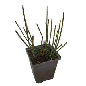 Equisetum fluviatile / Iszapzsurló