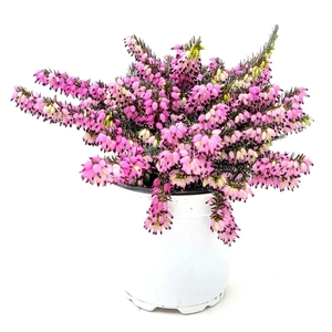 Erica carnea 'Springwood Pink' / Alpesi hanga