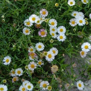 Erigeron kavinskianus 'Blütenmeer' / Küllőrojt