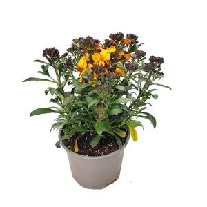 Erysimum linifolium 'Erysistible Yellow' / Repcsény, sárgaviola