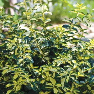 Euonymus fortunei 'Blondy' / Arany-tarka terülő kecskerágó