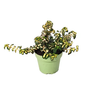 Euonymus fortunei 'Blondy' / Arany-tarka terülő kecskerágó