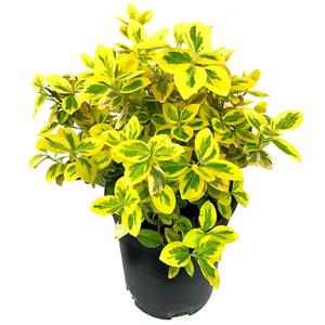 Euonymus fortunei 'Emerald 'n Gold' / Arany-tarka terülő kecskerágó