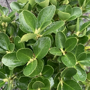 Euonymus japonicus / Japán kecskerágó
