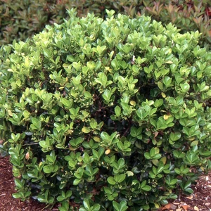 Euonymus japonicus / Japán kecskerágó