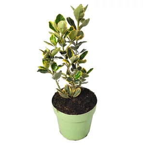 Euonymus japonicus 'Marieke' / Arany-tarka japán kecskerágó