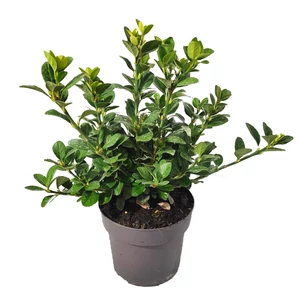 Euonymus japonicus 'Mikajo' / Japán kecskerágó