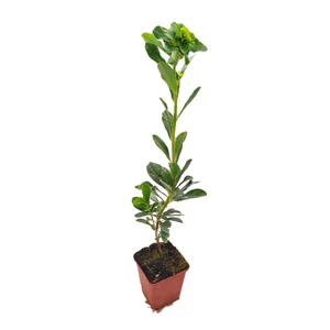 Euphorbia amygdaloides var. Robbiae / Erdei kutyatej