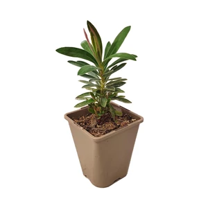 Euphorbia characias 'Galaxy Glow' / Zöld levelű évelő kutyatej