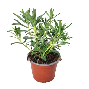 Euphorbia characias subsp. wulfenii / Velencei kutyatej