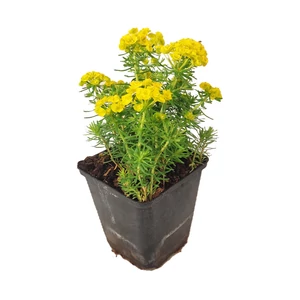 Euphorbia seguieriana subsp. niciciana / Pusztai kutyatej