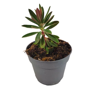 Euphorbia characias 'Galaxy Glow' / Zöld levelű évelő kutyatej