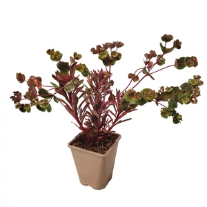 Euphorbia 'Miner's Merlot' / Bordó levelű évelő kutyatej
