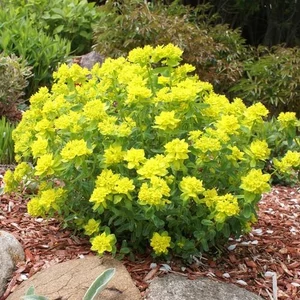 Euphorbia polychroma / Színeváltó kutyatej