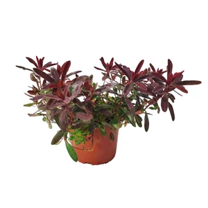 Euphorbia polychroma 'Bonfire' / Színeváltó kutyatej