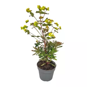 Euphorbia amygdaloides 'Purpurea' / Erdei kutyatej