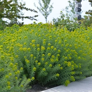 Euphorbia seguieriana subsp. niciciana / Pusztai kutyatej
