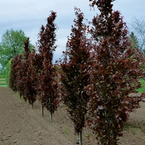 Fagus sylvatica 'Dawyck Purple' / Oszlopos vérbükk