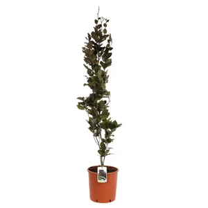 Fagus sylvatica 'Dawyck Purple' / Oszlopos vérbükk