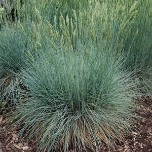 Festuca glauca 'Intense Blue' / Kék csenkesz