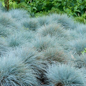 Festuca glauca 'Elijah Blue' / Kék deres csenkesz