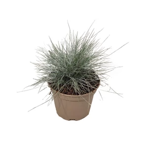 Festuca glauca 'Elijah Blue' / Kék deres csenkesz