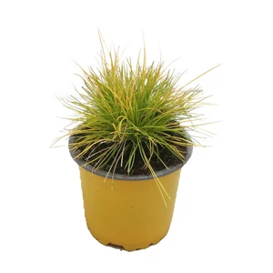 Festuca glauca 'Golden Toupee' / Deres csenkesz