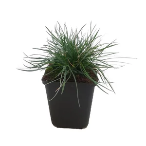 Festuca glauca / Deres csenkesz
