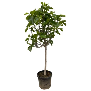 Ficus carica 'Brogiotto Nero' / Termő füge bokor (1/2 törzses)