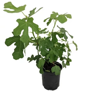 Ficus carica 'Zöld Óriás' / Termő füge bokor