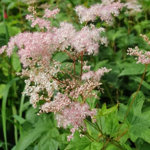 Filipendula palmata / Pálmalevelű legyezőfű