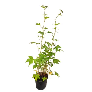 Filipendula palmata / Pálmalevelű legyezőfű