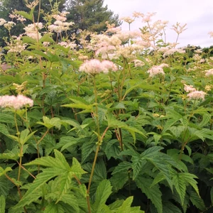 Filipendula purpurea 'Elegans' / Legyezőfű